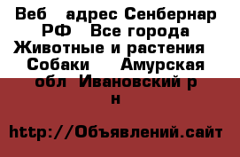 Веб – адрес Сенбернар.РФ - Все города Животные и растения » Собаки   . Амурская обл.,Ивановский р-н